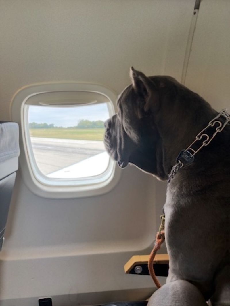 Large dog looking out airplane window during safe air transport