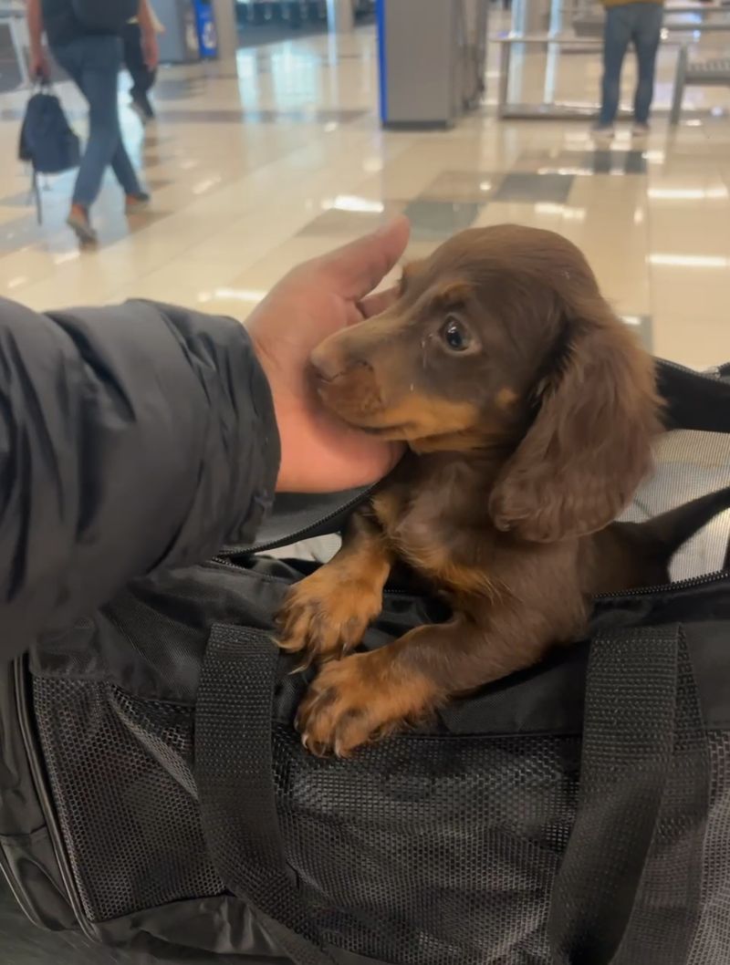 Pet receiving love and care from transport driver during break