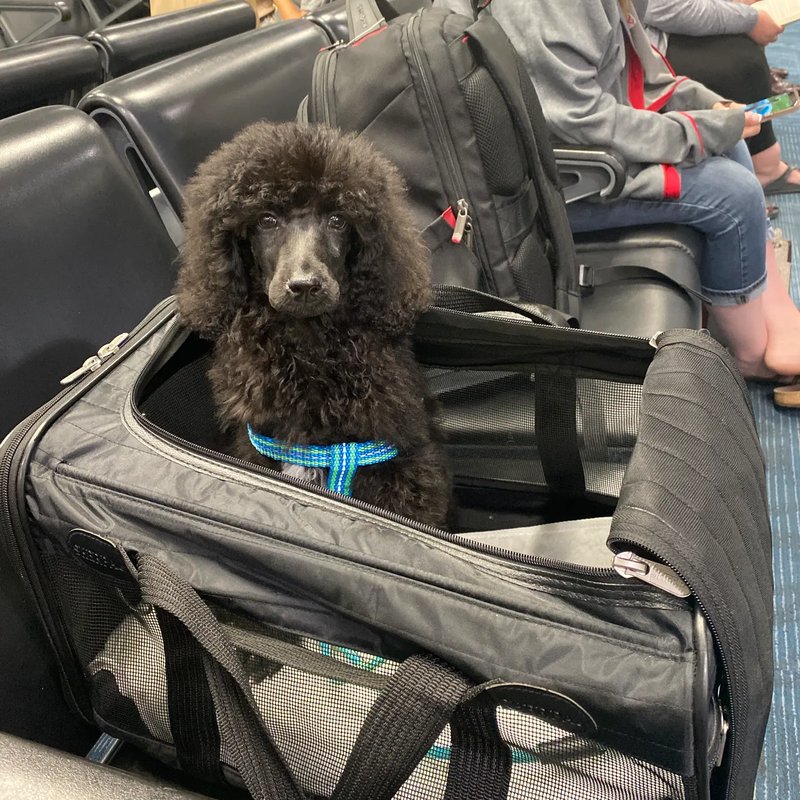 Reliable pet shipping