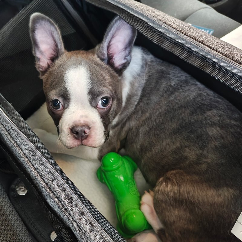 Relaxed dog enjoying the ride