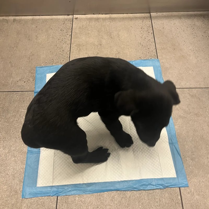 Secure crate for safe travel