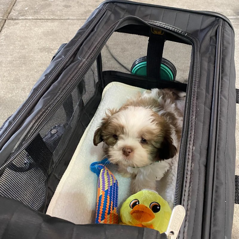 Stress-free pet relocation