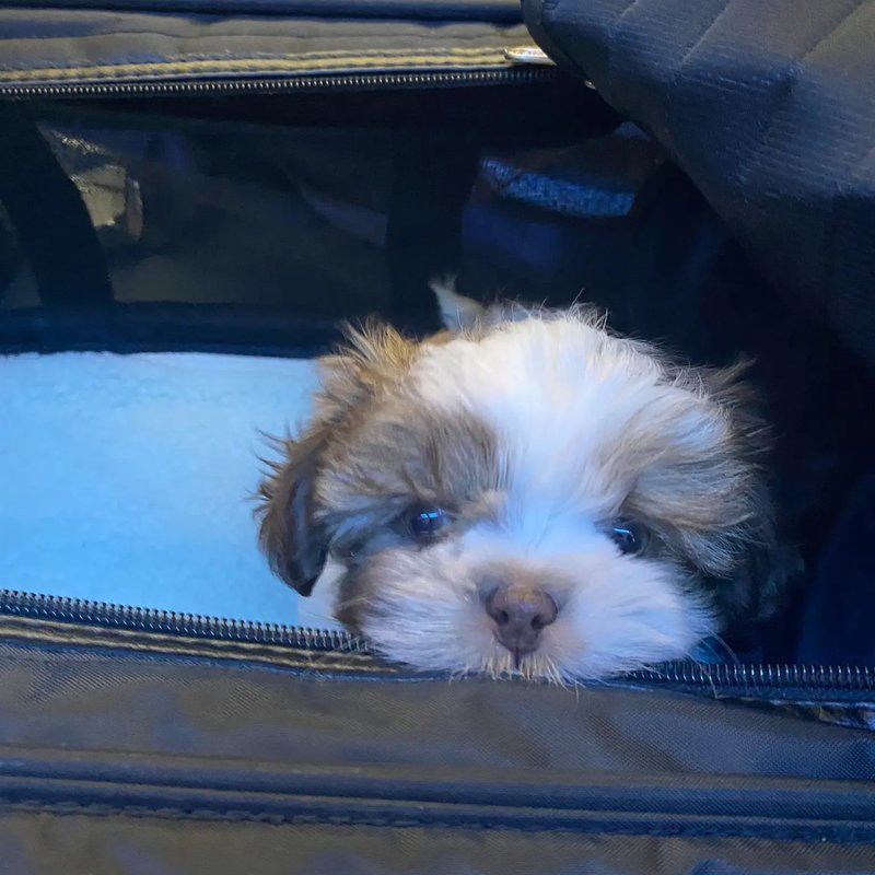 Caring for your pets like family