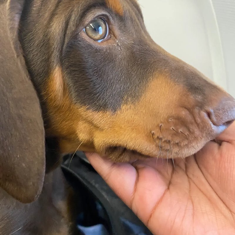 Pet comfort is our priority