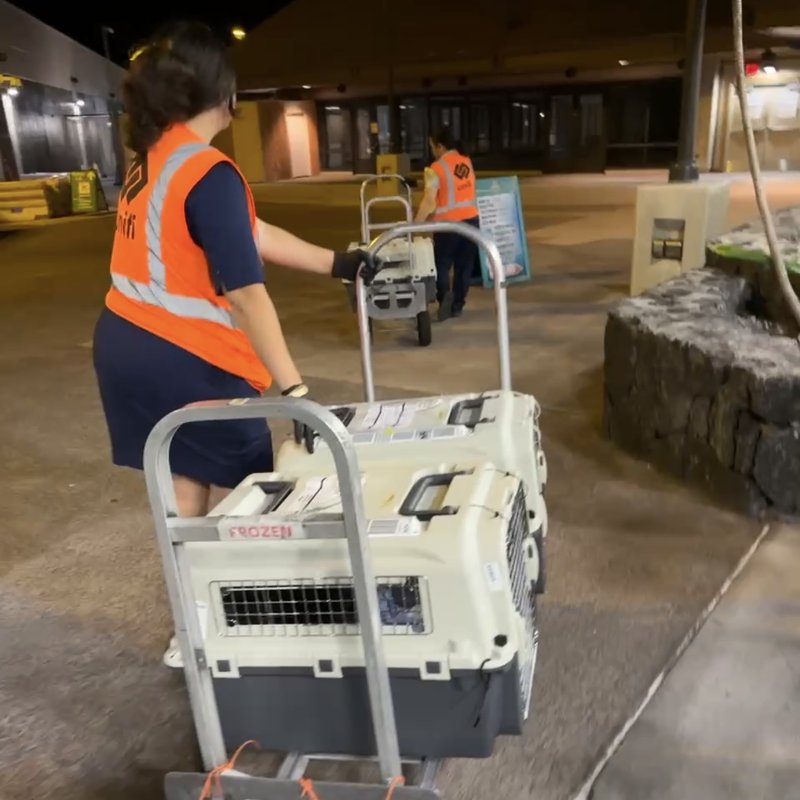 Happy traveler on the road