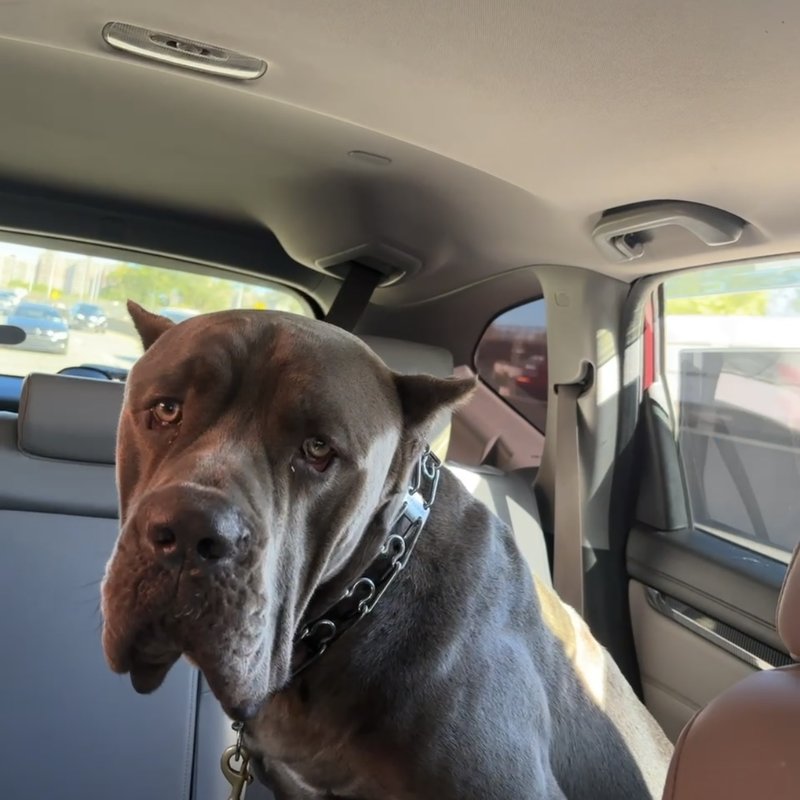 Comfortable pet travel experience