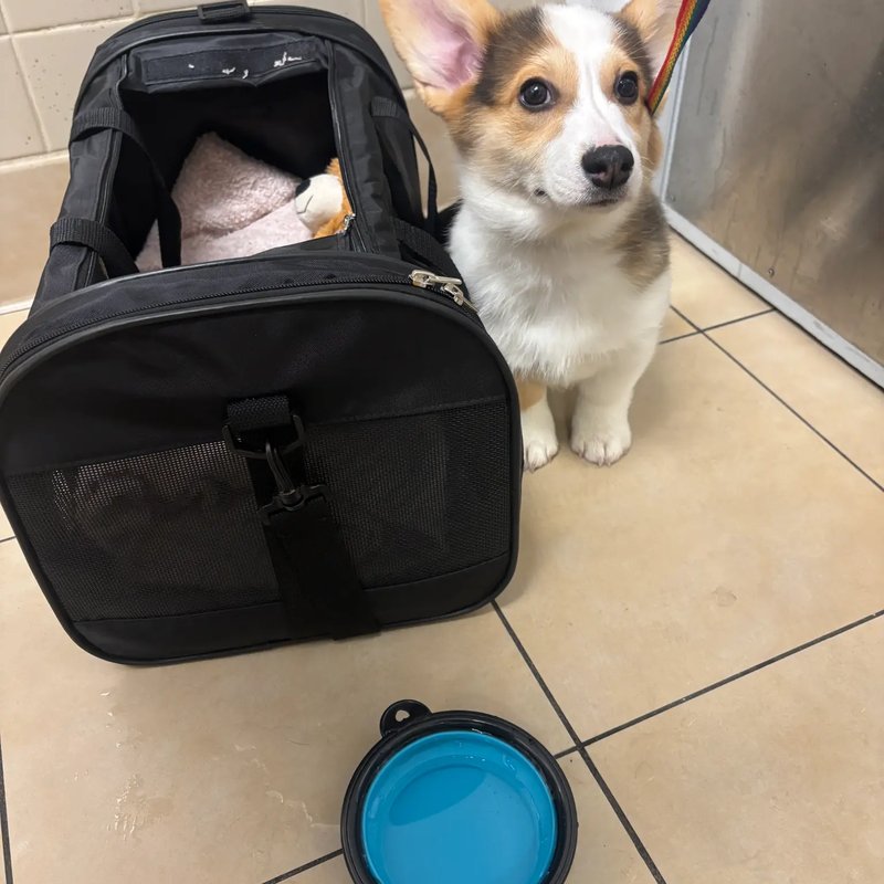 Pet transport with care