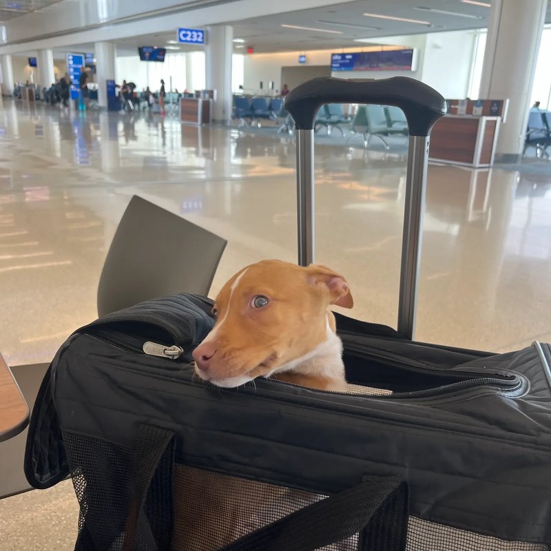 Happy dog during transport break