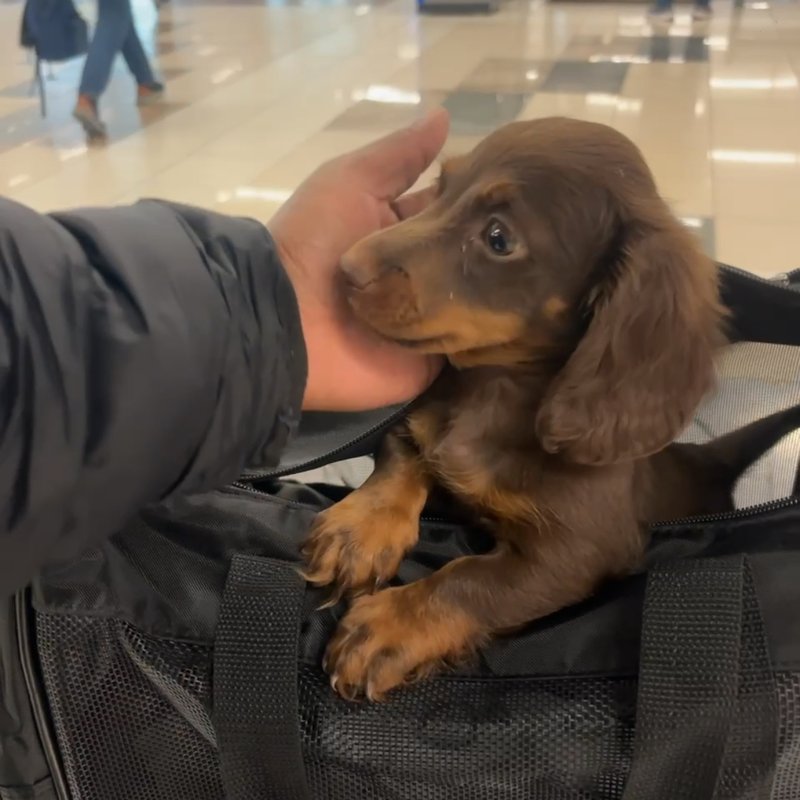 Happy puppy safe in travel carrier ready for transport