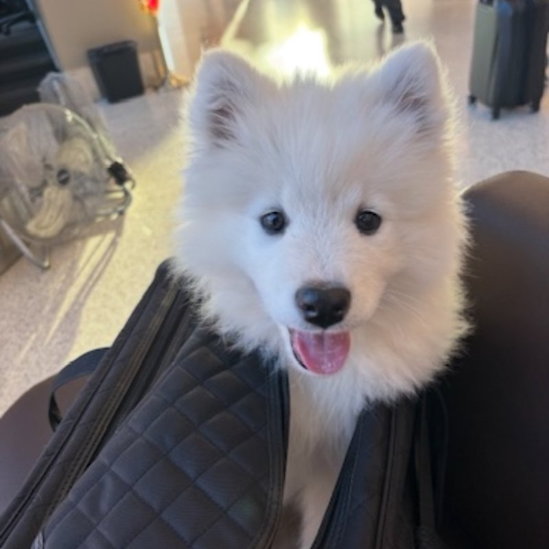 Comfortable puppy resting in secure travel crate
