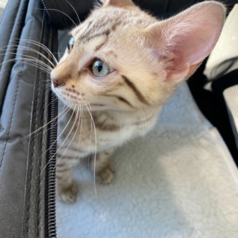 Curious puppy looking out from safe pet carrier