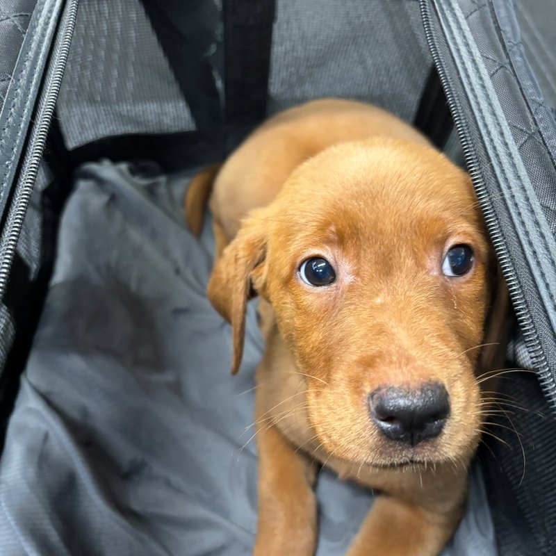 Kitten traveling safely in soft-sided carrier with flight nanny