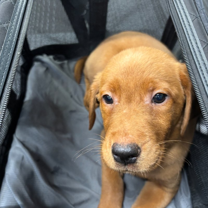 Relaxed puppy enjoying the journey in luxury transport vehicle
