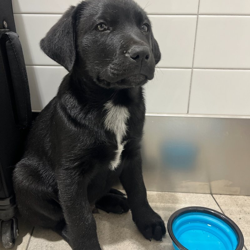 Large dog looking out airplane window during safe air transport
