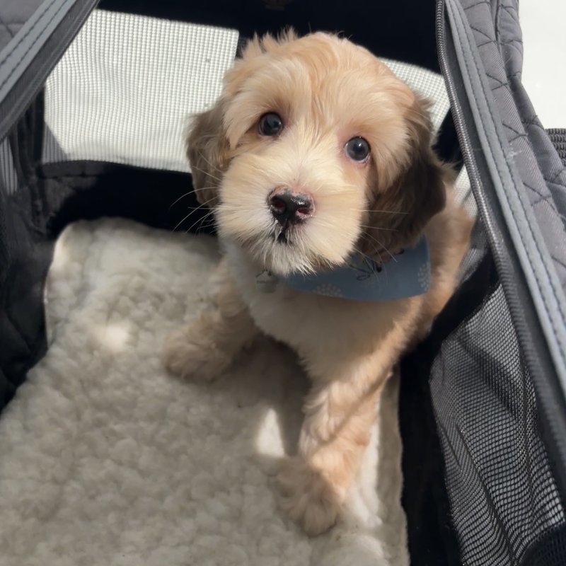 Fluffy puppy happy and secure in travel bag at airport