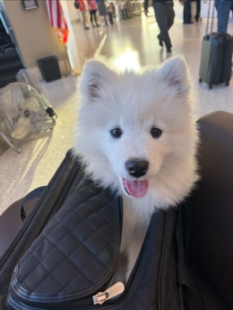 Fluffy puppy happy and secure in travel bag at airport