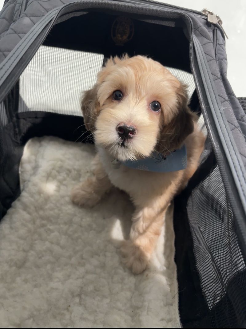 Happy puppy safe in travel carrier ready for transport