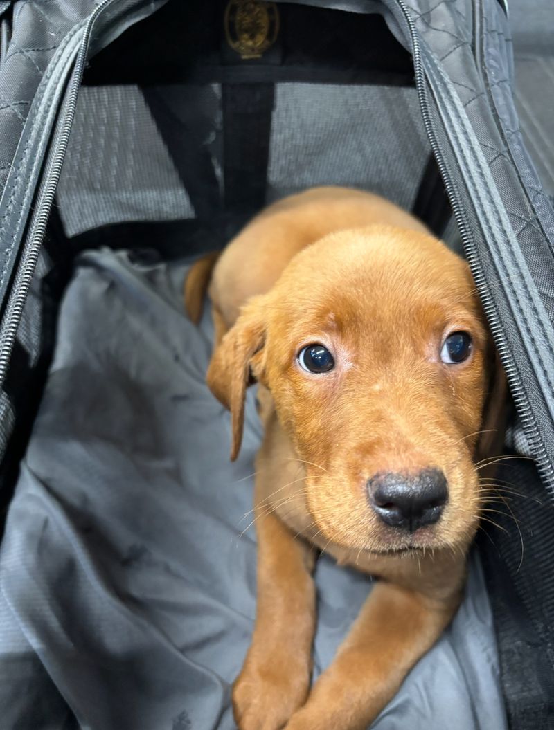 Curious puppy looking out from safe pet carrier