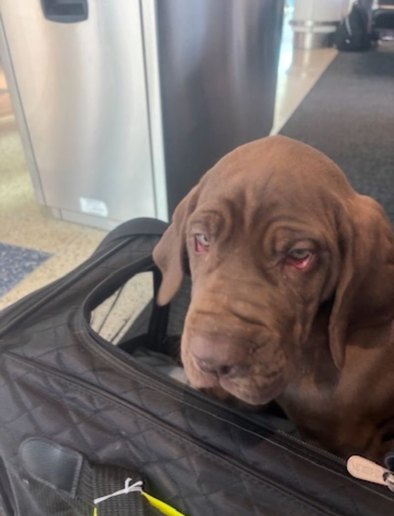 Relaxed puppy enjoying the journey in luxury transport vehicle