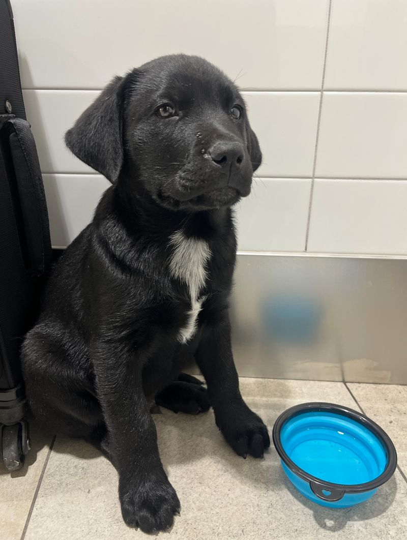 Hydrated and happy puppy taking a water break during ground transport