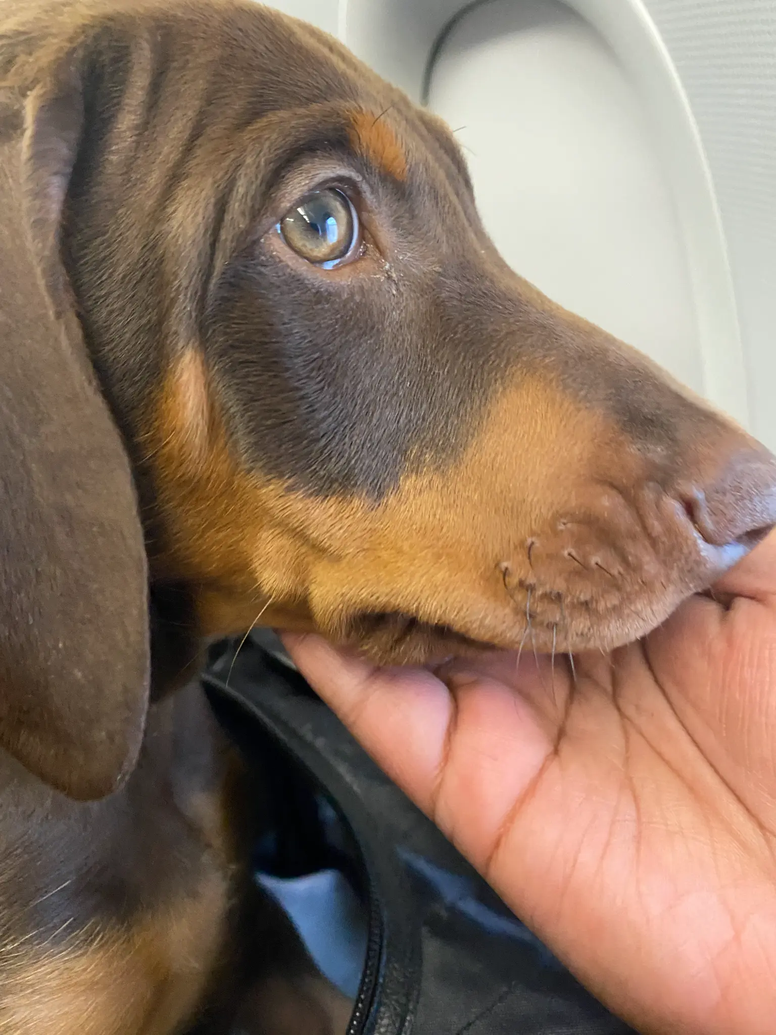 Happy dog looking out window