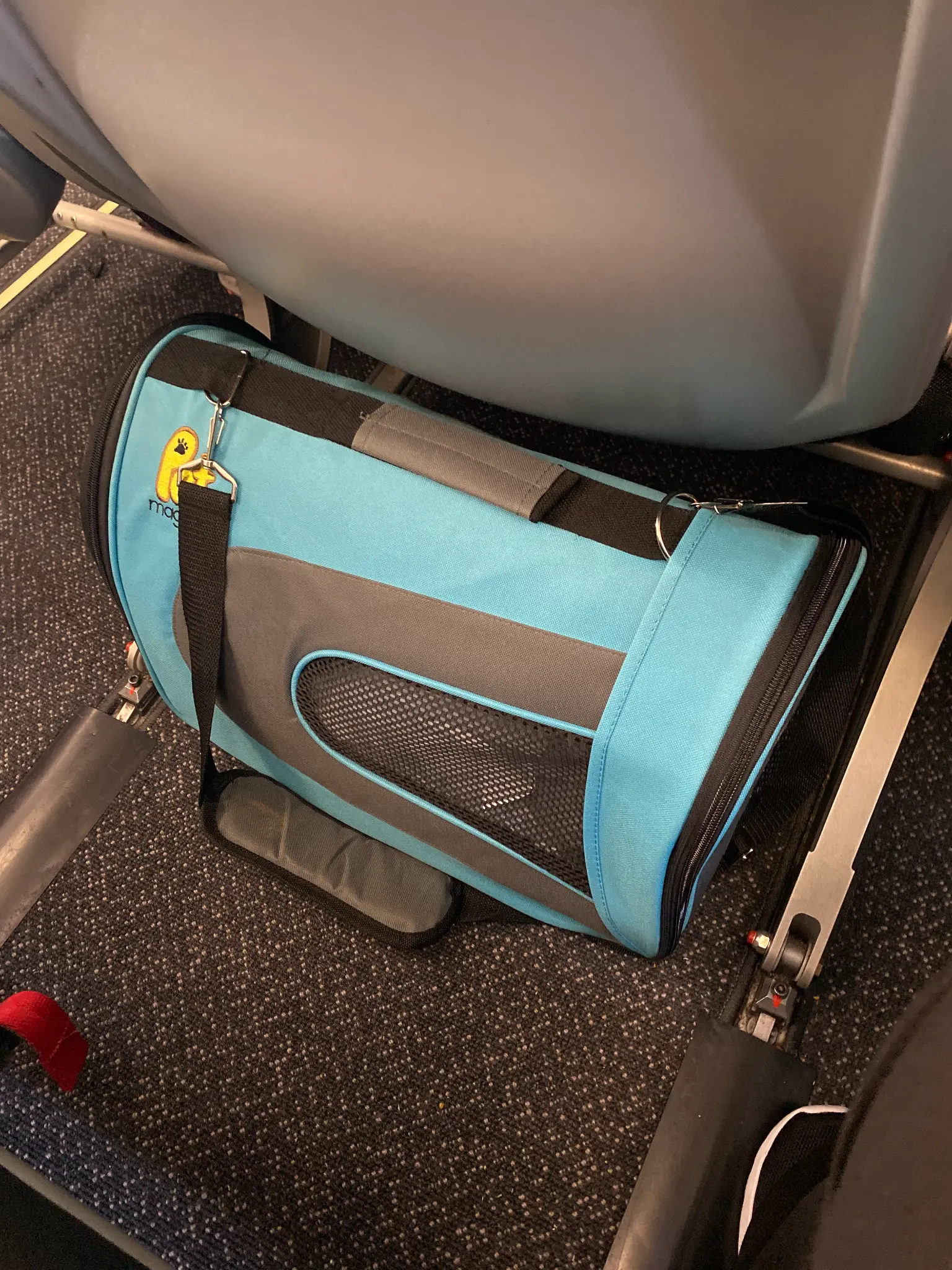 Dachshund being petted