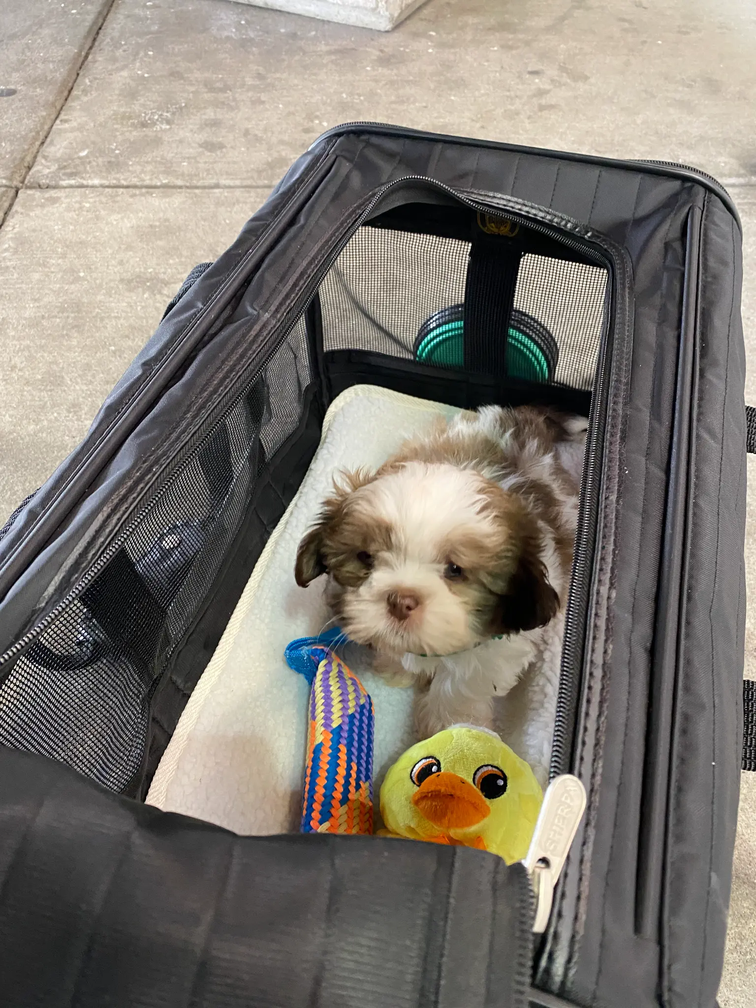 Puppy in travel crate