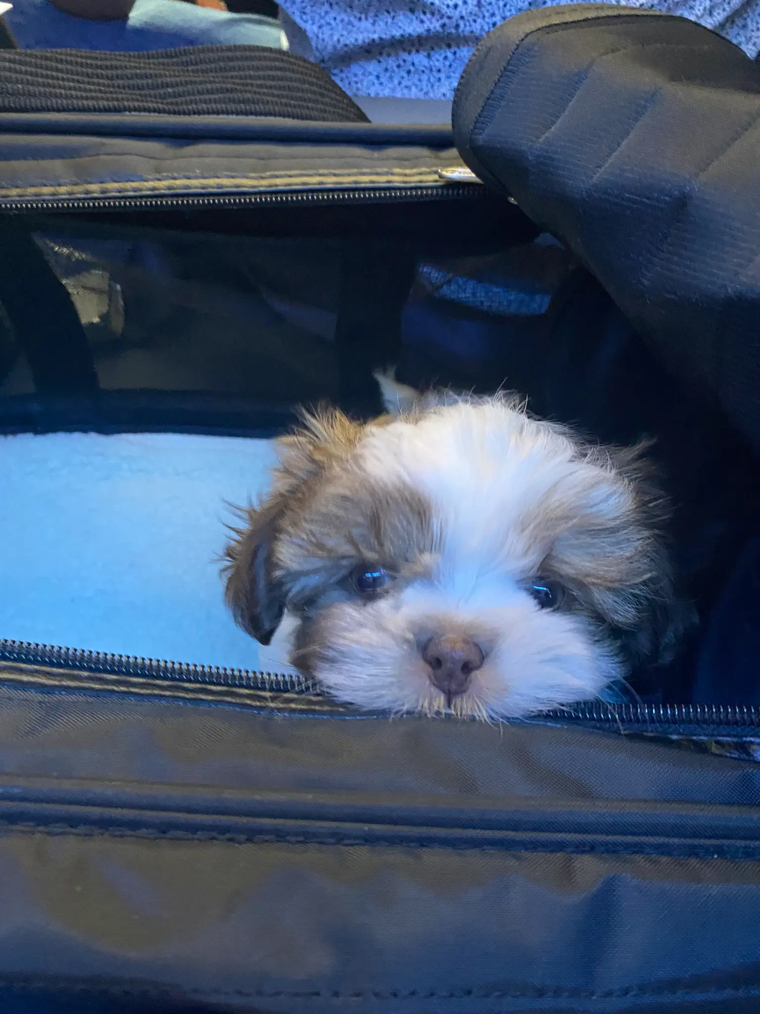 Puppy peeking out of carrier