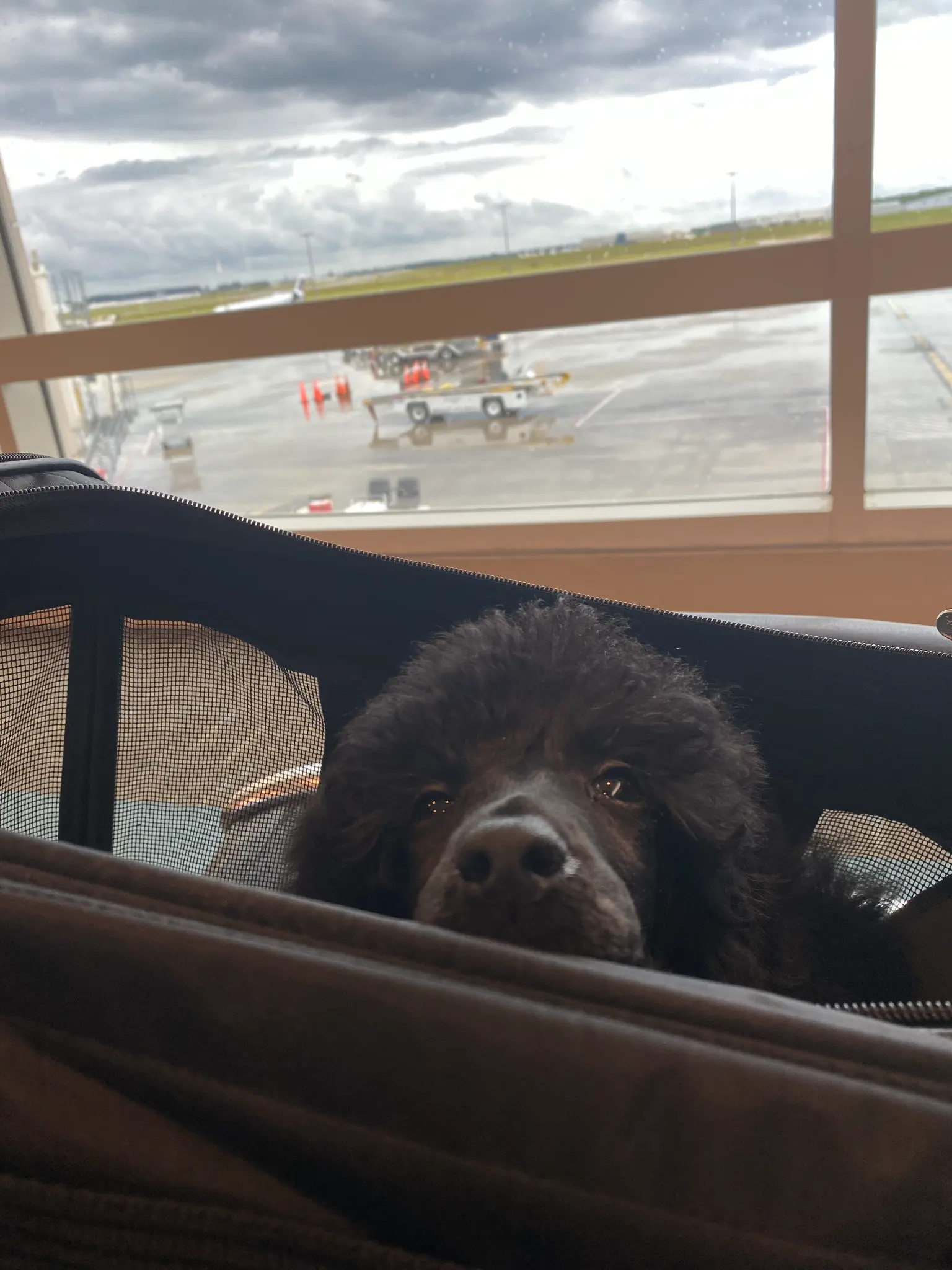 Poodle in soft carrier