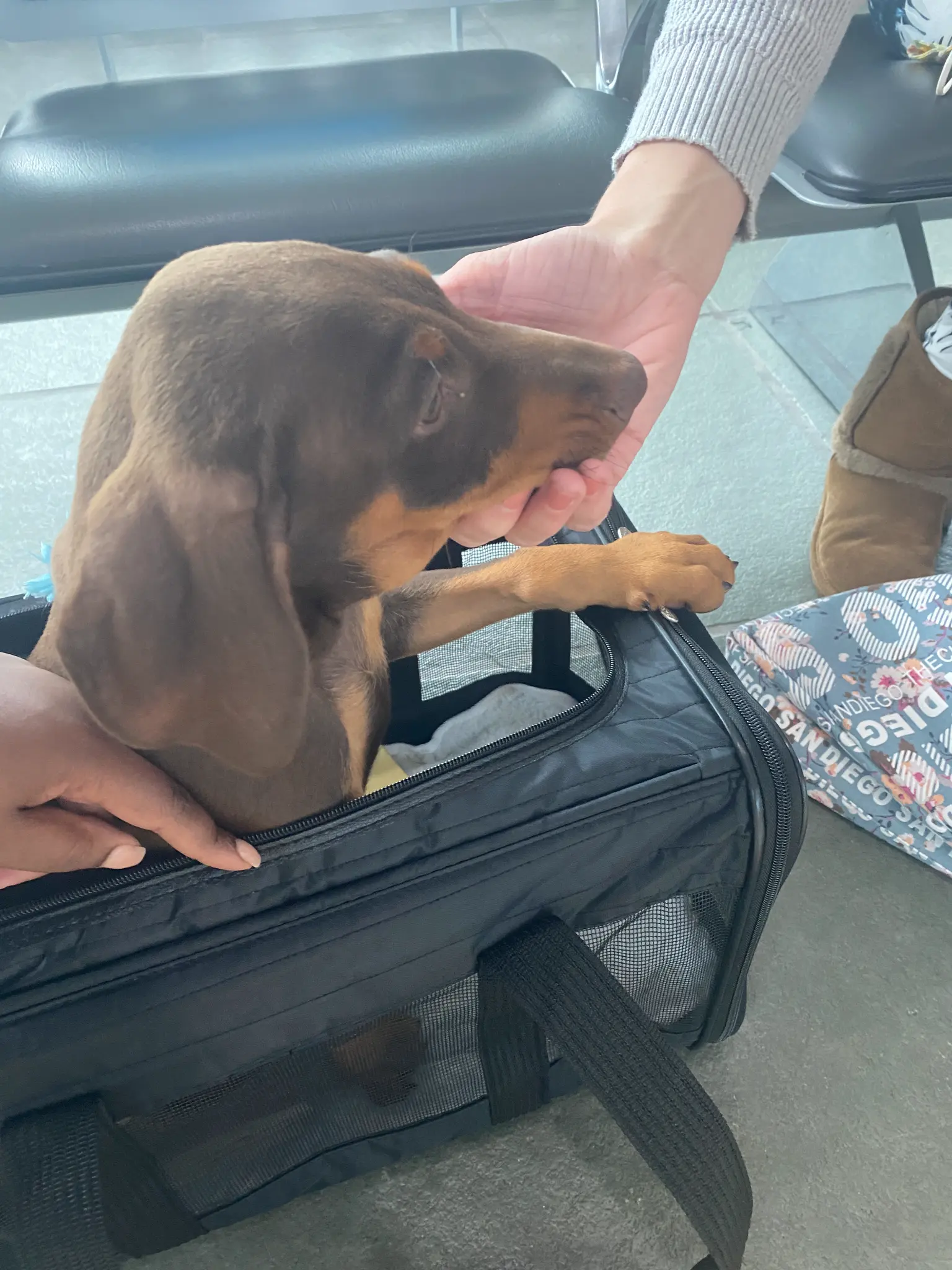 Dachshund in carrier