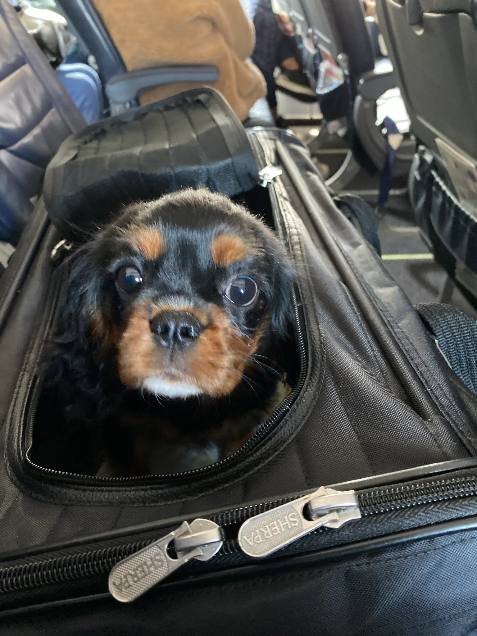 Cavalier King Charles Spaniel in carrier