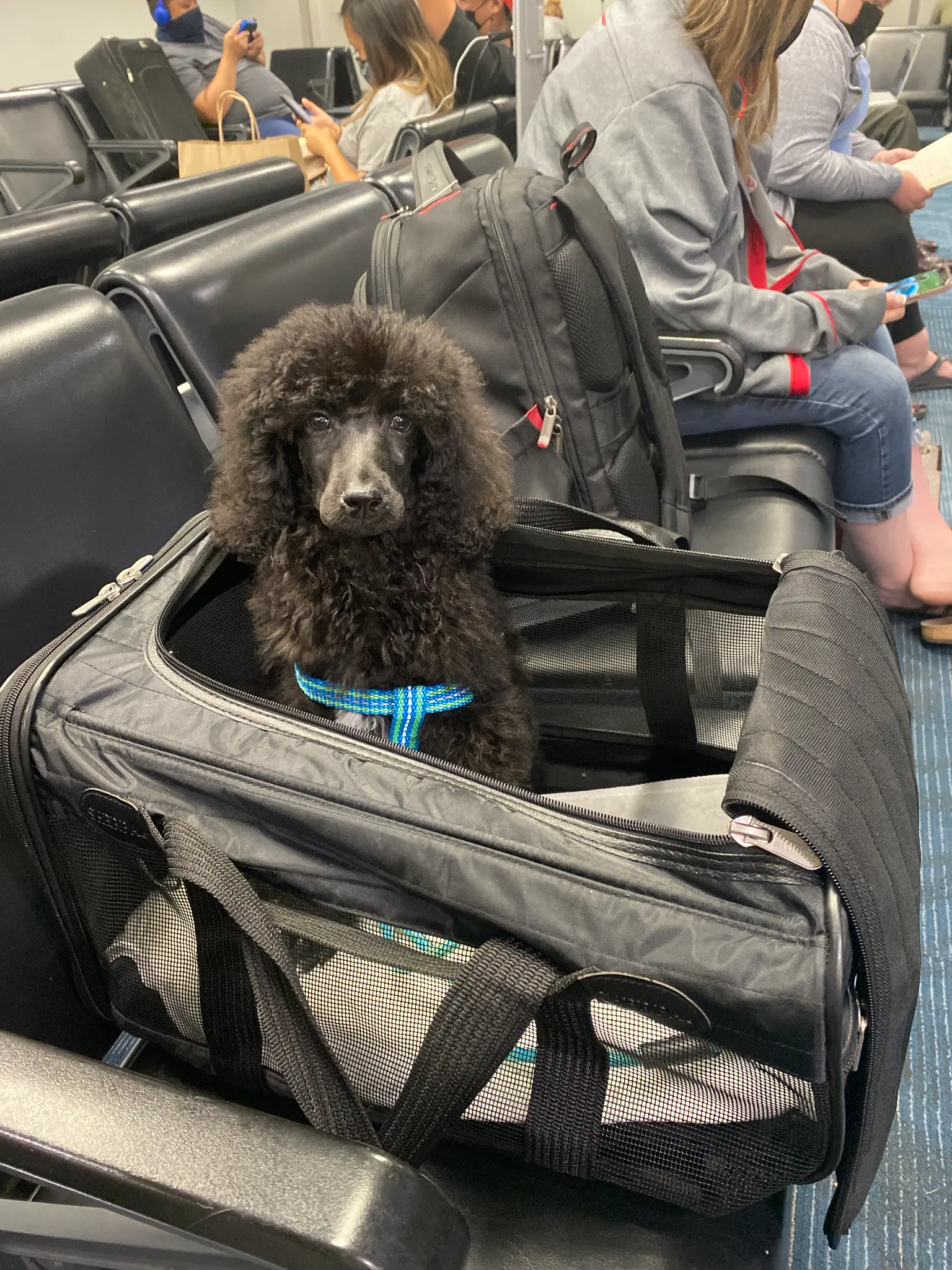 Poodle waiting at gate